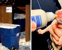 Owners Take 5 Newborn Puppies From Mama, Dump Them Beside Dumpster In The Snow