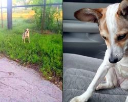 Abandoned Dog Crying On Side of The Road Just Wants To Kiss Her Rescuer
