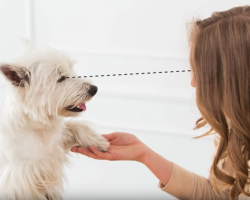 10 Scientific Ways To Know If Your Dog Loves You