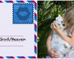 A Letter To My Puppy In Heaven