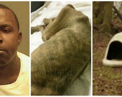 Dog Chained Outside Eats Leaves & Sawdust, Owner Keeps Dead Body In Yard