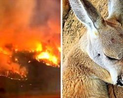 Australian Fires Trigger Extinctions As Animal Casualties Will Soon Touch A Billion