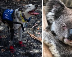 Bear The Koala-Detecting Dog Searches Bushfire-Ravaged Lands To Save Lives