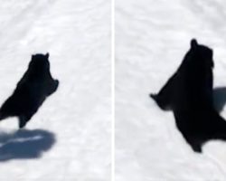 Bear Turns Up At Ski Resort, Thinks No One Is Watching & Starts Sliding In Snow