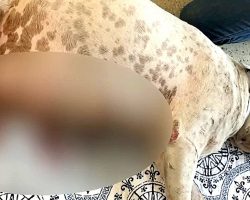 Owner Tries To Kill Pregnant Dog & Her Litter, Stabs Her All Over & Dumps Her
