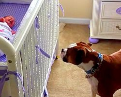 Dog Weeps Her Heart Out When She Hears Newborn Baby Crying For The First Time