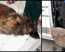 Bella In Critical Condition After Owners Tied Rock To Her & Threw Her In River