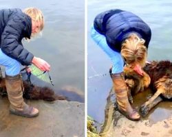 Psycho Owner Ties Large Rock To Dog & Throws Her In River, Laughs As She Drowns
