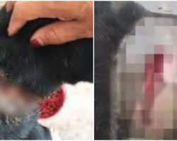 Sicko Tied Shoelace Round Puppy’s Neck, He’s Nearly Decapitated As He Grows