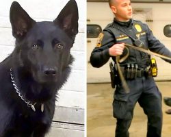 Burglars Shoot Homeowner In The Face, Newly Trained K9 Jumps In To Save The Day