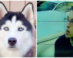 Guy Stalks Family For Weeks & Steals Their Husky In Broad Daylight