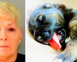 Dog-Hater Shoots Puppy, Shoots Neighbor Too For Letting Puppy Play Without Leash
