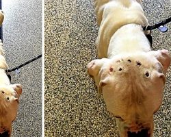 Cops Look For Owner Who Starved Dog & Tortured Him With Cigarette Burns On Head