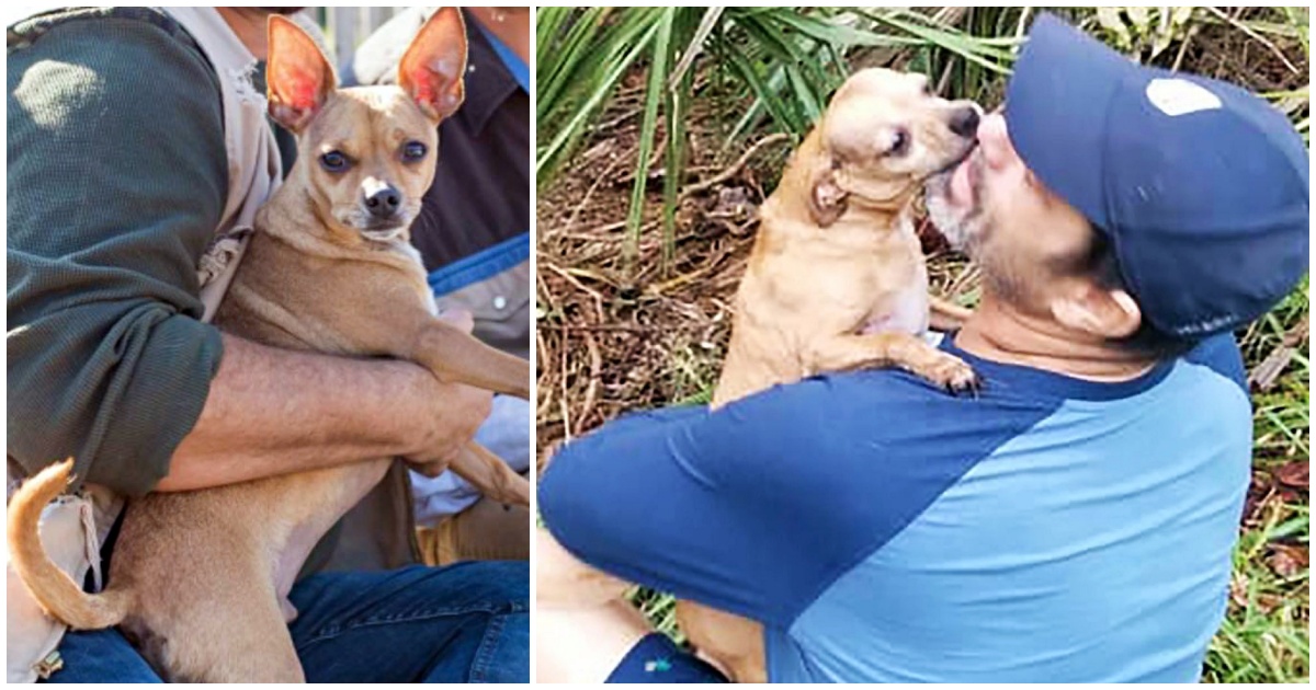Lost Chihuahua Runs Out Of Woods & Into His Dad’s Arms 4
