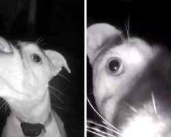 Dog Locks Herself Out Of House At 2AM, Uses Her Nose To Ring The Doorbell Twice