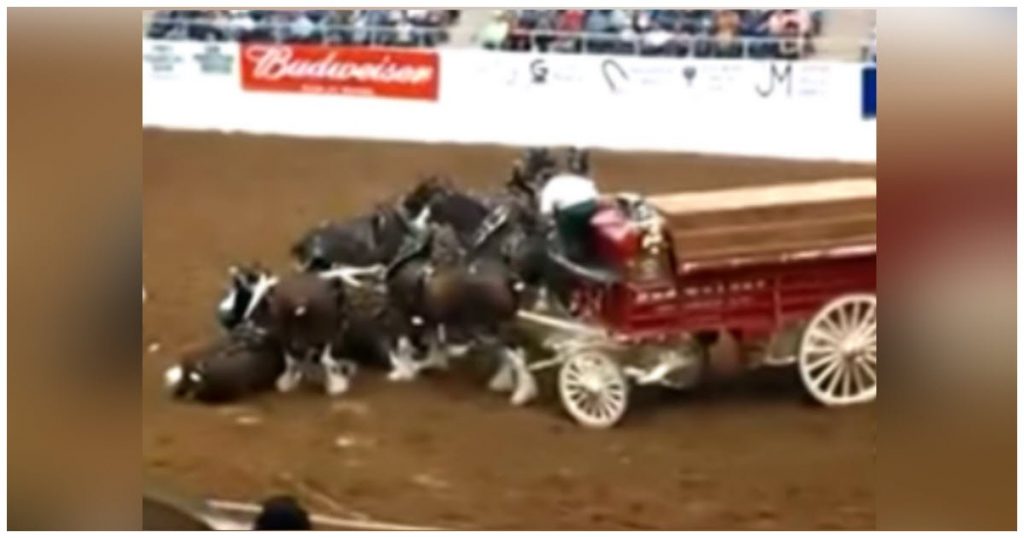 Clydesdale Horses Collapse During Arena Show And Rise Up