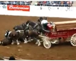 Clydesdale Horses Collapse During Arena Show And Gorgeously Rise Up After Fall