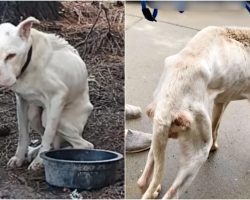 They Named Him ‘Cocaine’, Chained Him To Tree & Teased Him With An Empty Bowl