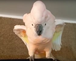 Cockatoo Refused To Go To Her Cage And Throws Hilarious ‘Temper Tantrum’