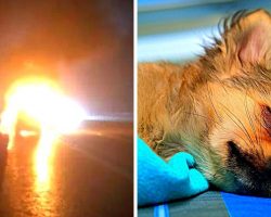 Dog Tragically Dies After Leaping Into Exploding Van To Save Mom & 3-Yr-Old Kid
