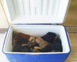 Woman Pulls Over For Cooler On The Road And Finds 9 Puppies Inside