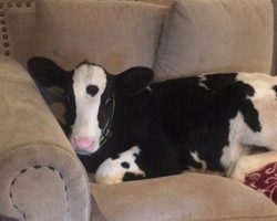 Family Returns After Leaving The Door Open For 5 Minutes To A Cow On Their Couch