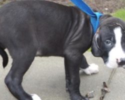 Puppy Was Thrown Out By His Family Because Of His Looks