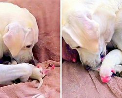 Mama Dog Desperately Tries To Save Her Weakest Puppy & The Runt Of Her Litter