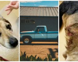 Owner Ties Beagle To Rope, Ties Rope To Truck & Steps On Gas Pedal