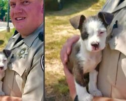 Puppy Abandoned Near A Homeless Camp Picked Up By Kind Deputy