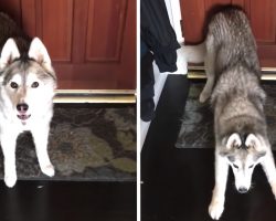 Dad Has To Go To Work, So Stubborn Dog Blocks The Doorway