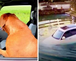Adventurous Dog Accidentally Drives His Owner’s Car Straight Into A Pond