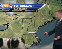 Dog Nonchalantly Passes Through Interrupting TV Weather Forecast