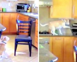 Dog Made ‘Outrageous’ Plan To Steal Chicken Nuggets, Got Caught Red-Handed