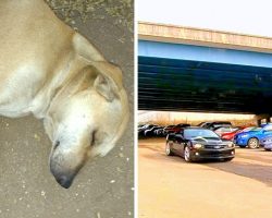 Psycho Throws Dog Off A 30ft Overpass, Dog Found Bleeding From Mouth On Impact