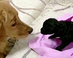 Golden Retriever Who’s Always Loved Puppies Finally Got One Of ‘His Own’