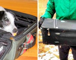 Rotten Owner Packs Unwanted Dog In A Suitcase & Throws Her Down A Snowy Hill