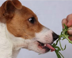 8 Superfoods For A Healthier Dog