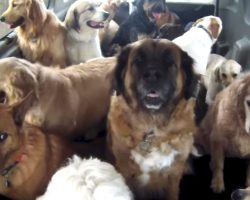 Doggie School Bus Picks Up All Of The Pups And Takes Them To School