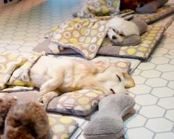 Doggy Daycare Shows Off Their Adorable Puppies During Naptime