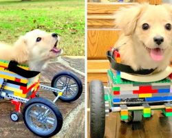 Dumped Disabled Puppy Smiles Again After 12-Yr-Old Boy Builds Her A Lego Wheelchair