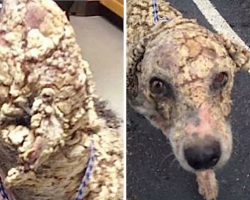 Dumped Dog With Potato Chip-Like Scales Looked “Unrecognizable” After He Was Rescued