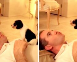 Enthusiastic Beagle Pup Perches Himself On Dad’s Chest And Gets An Adorable ‘Howling Lesson’