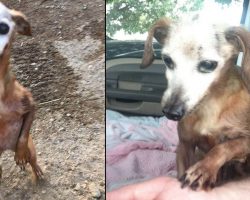 Man Rescues Old Dog From Freeway, But His Wife Tells Him They Can’t Keep It