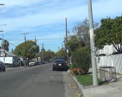 Family Moved Away And Dumped Their Senior Dog To Fend For Himself On The Streets