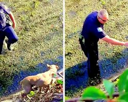 Cop Climbs Down Steep Canal Wall To Save Injured Dog Stranded In The Bog For Days