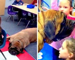Elementary Kids Get Stronger By Sharing Daily Struggles With 200lb Therapy Dog