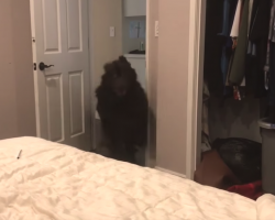 Giant Newfoundland Has One Last ‘Burst Of Energy’ Before Going To Bed Every Night
