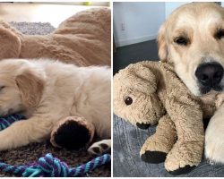 Golden Retriever Grew Up With Stuffed Animal And Refuses To Go Anywhere Without It