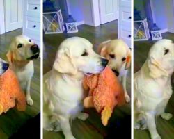 Adorable Dogs Take Turns Holding Teddy Bear While Getting Treats From Mom